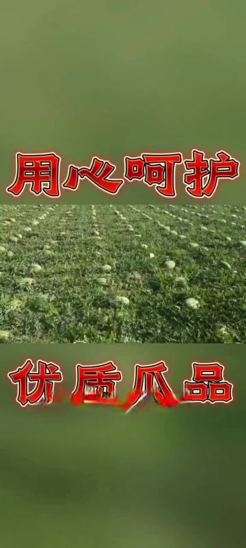 牛商推荐硒砂瓜