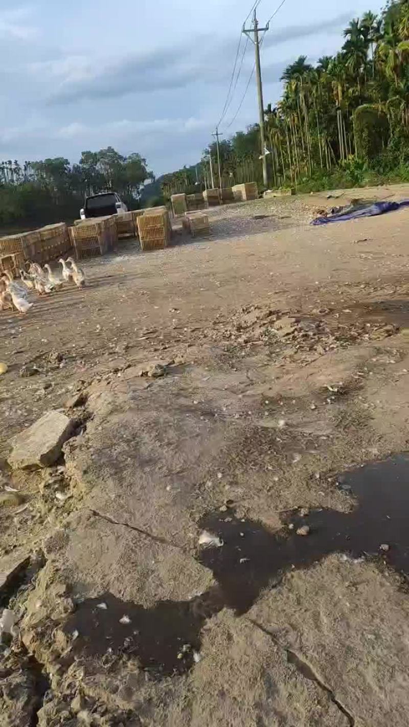 品质不错的老鸭
