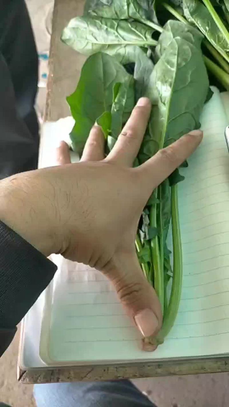 菠菜