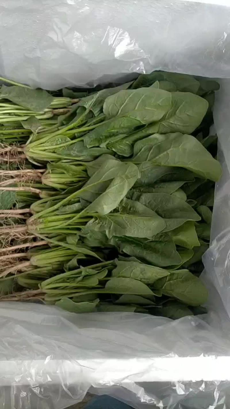菠菜