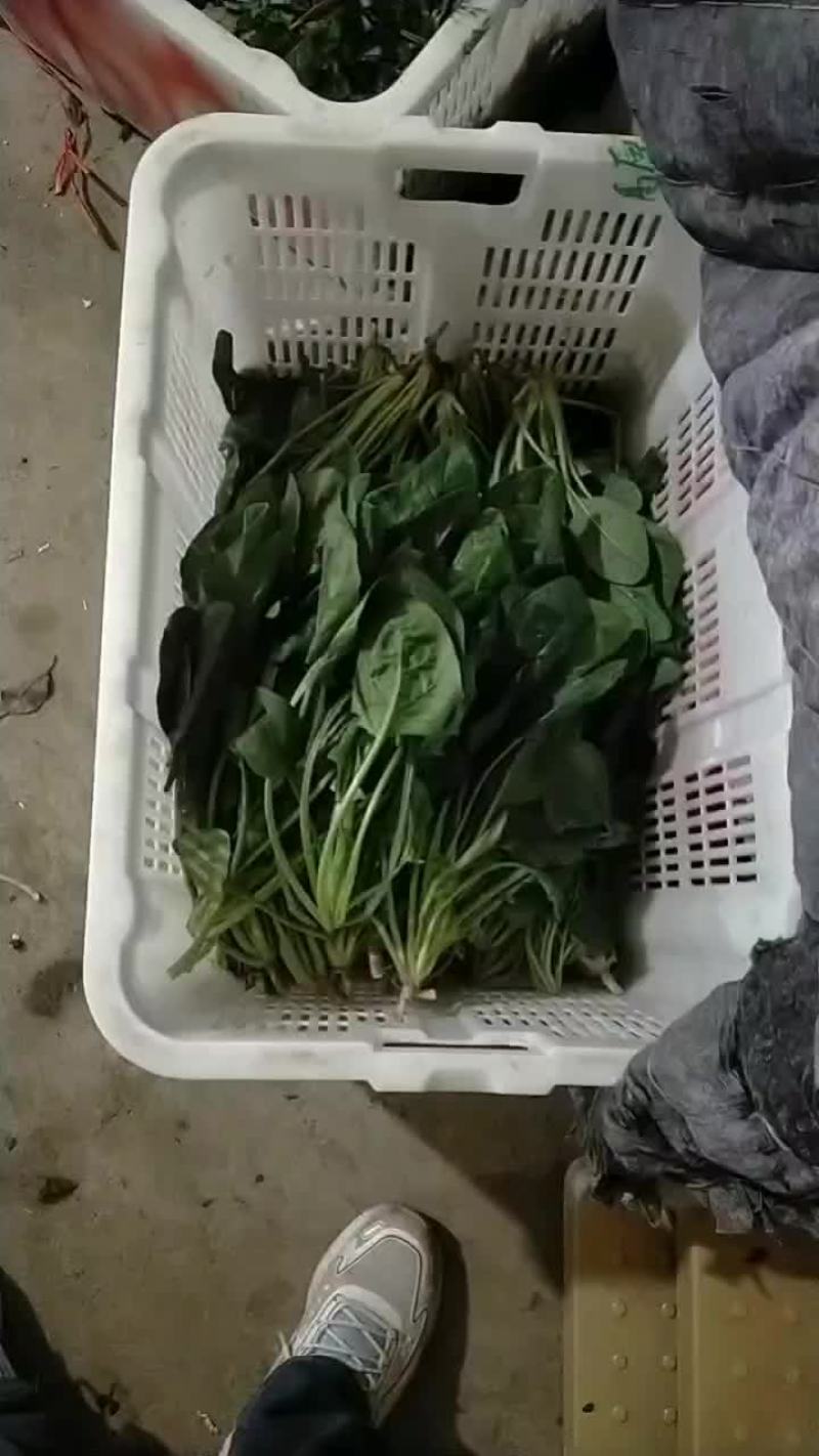 菠菜