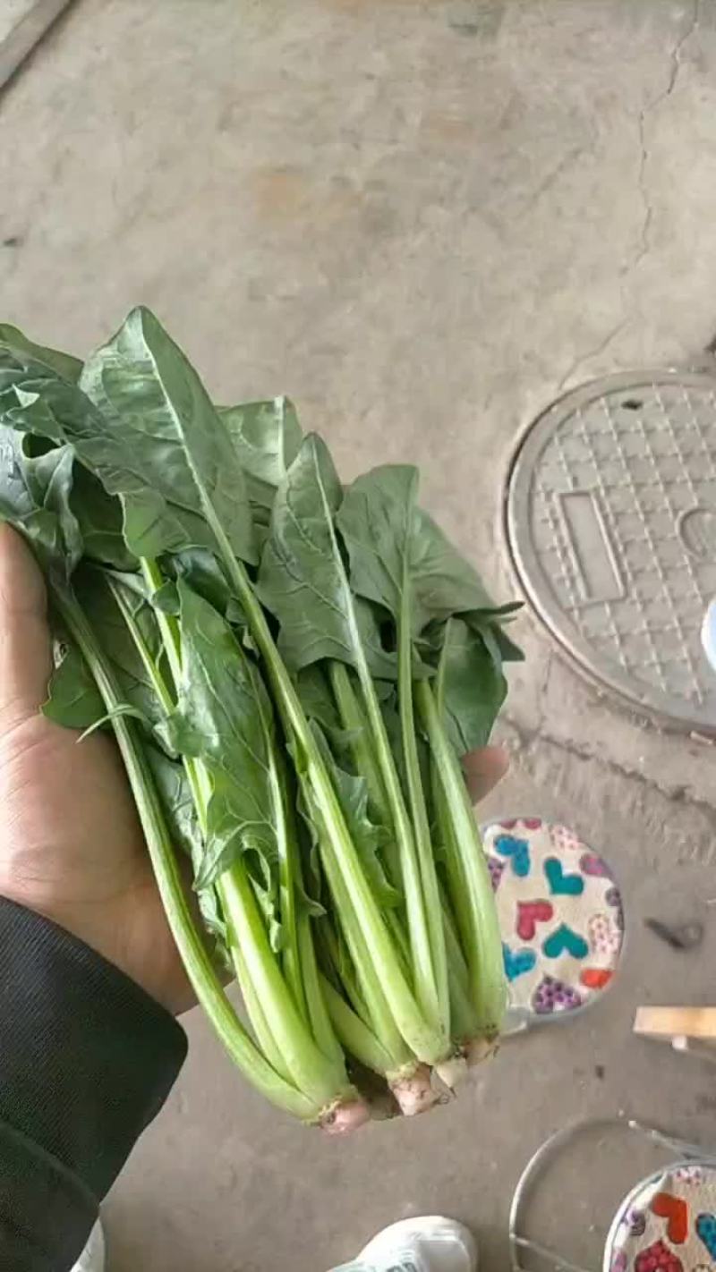 菠菜
