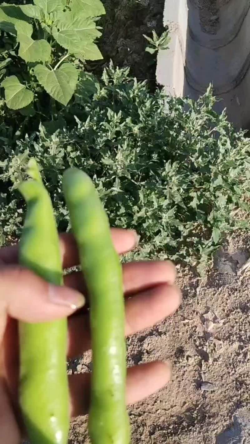 精品蚕豆甘肃蚕豆，大量上市质量保证，欢迎咨询全国发货