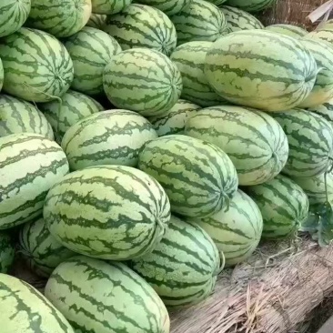 金城5号，无籽西瓜