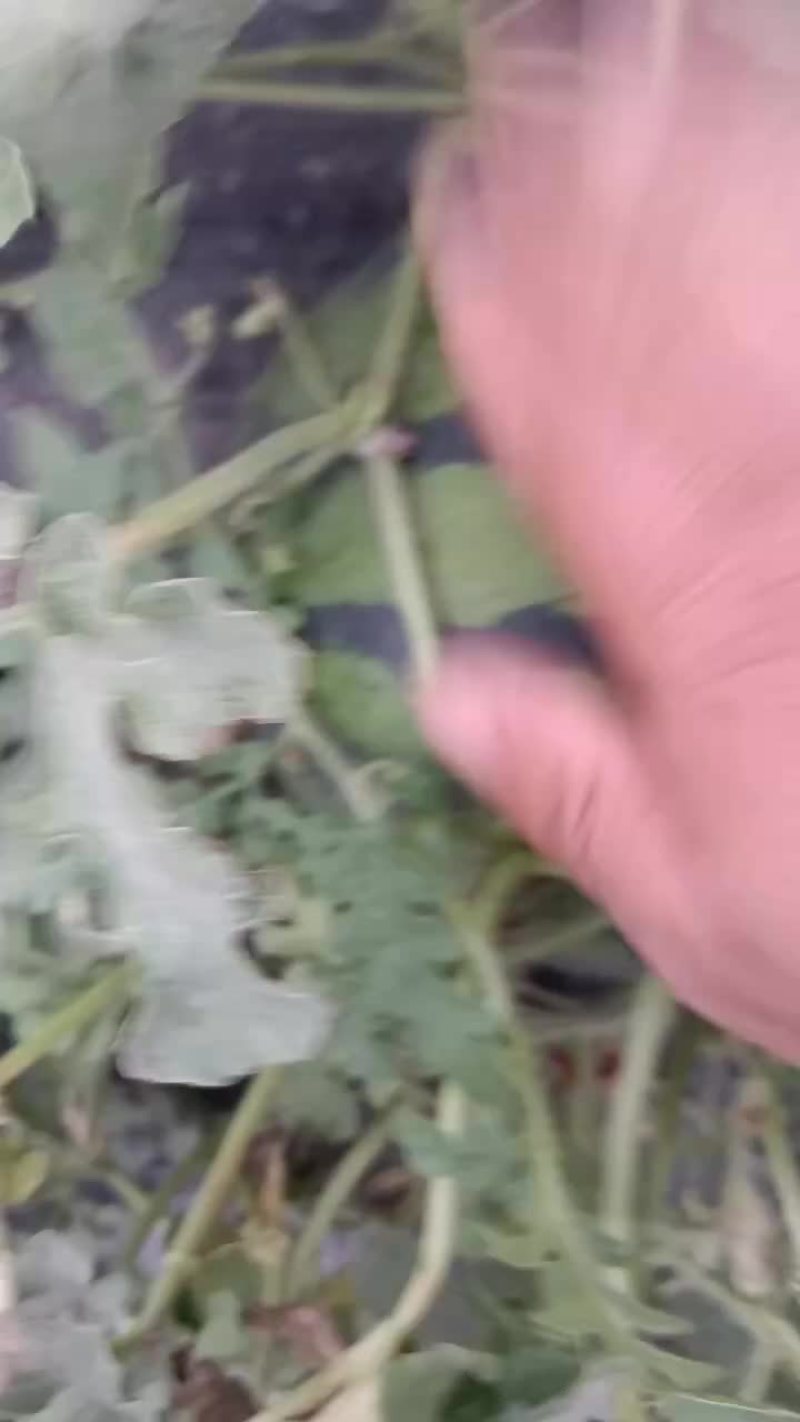 天王西瓜