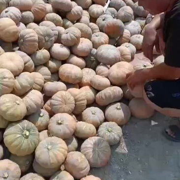 盘龙204南瓜