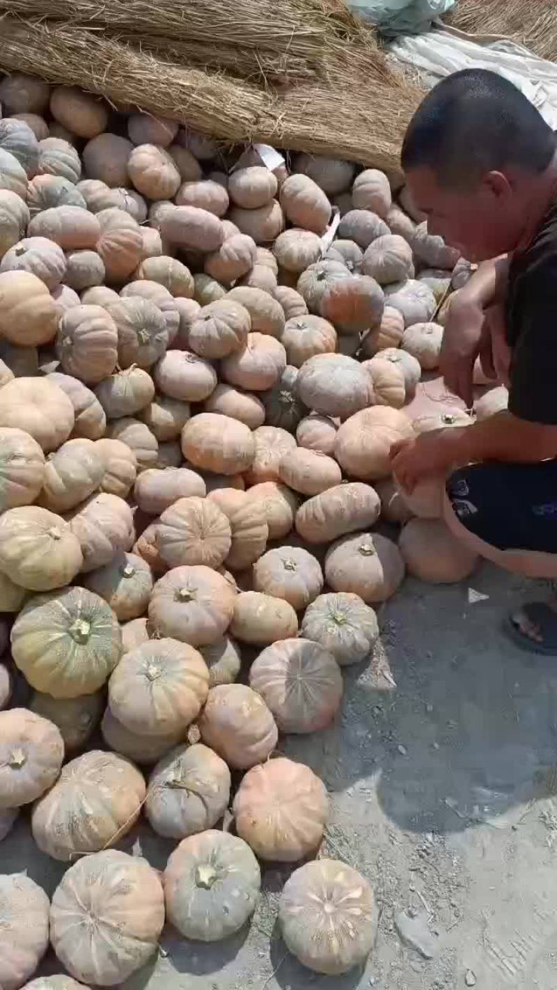 盘龙204南瓜