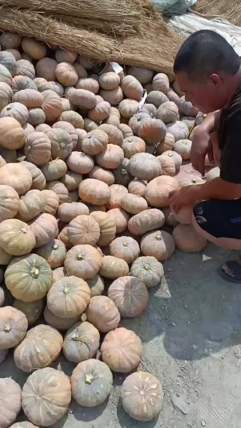 盘龙204南瓜