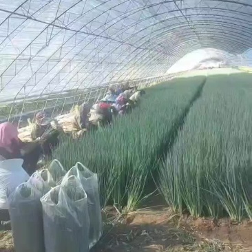 新民产地直销精品小葱货源充足欢迎订购