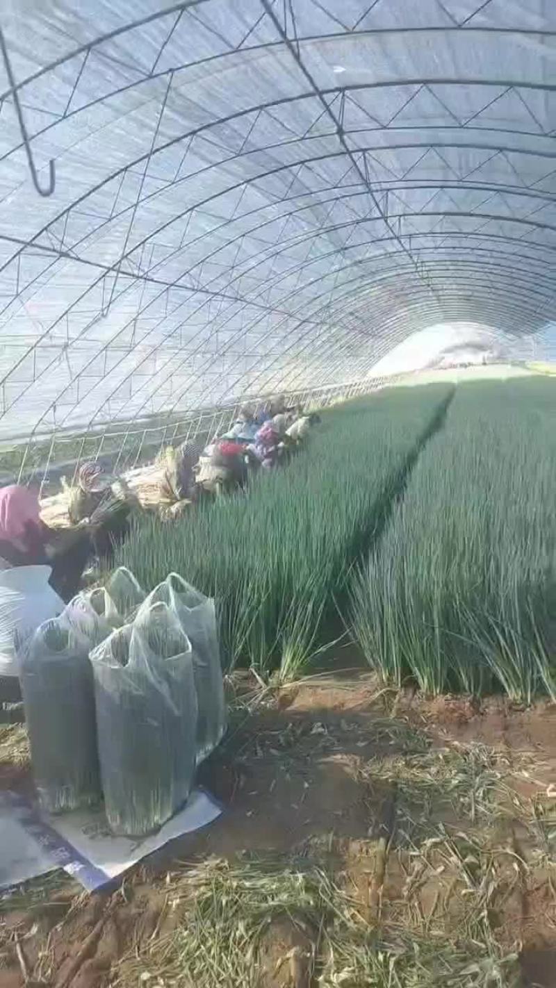 新民产地直销精品小葱货源充足欢迎订购