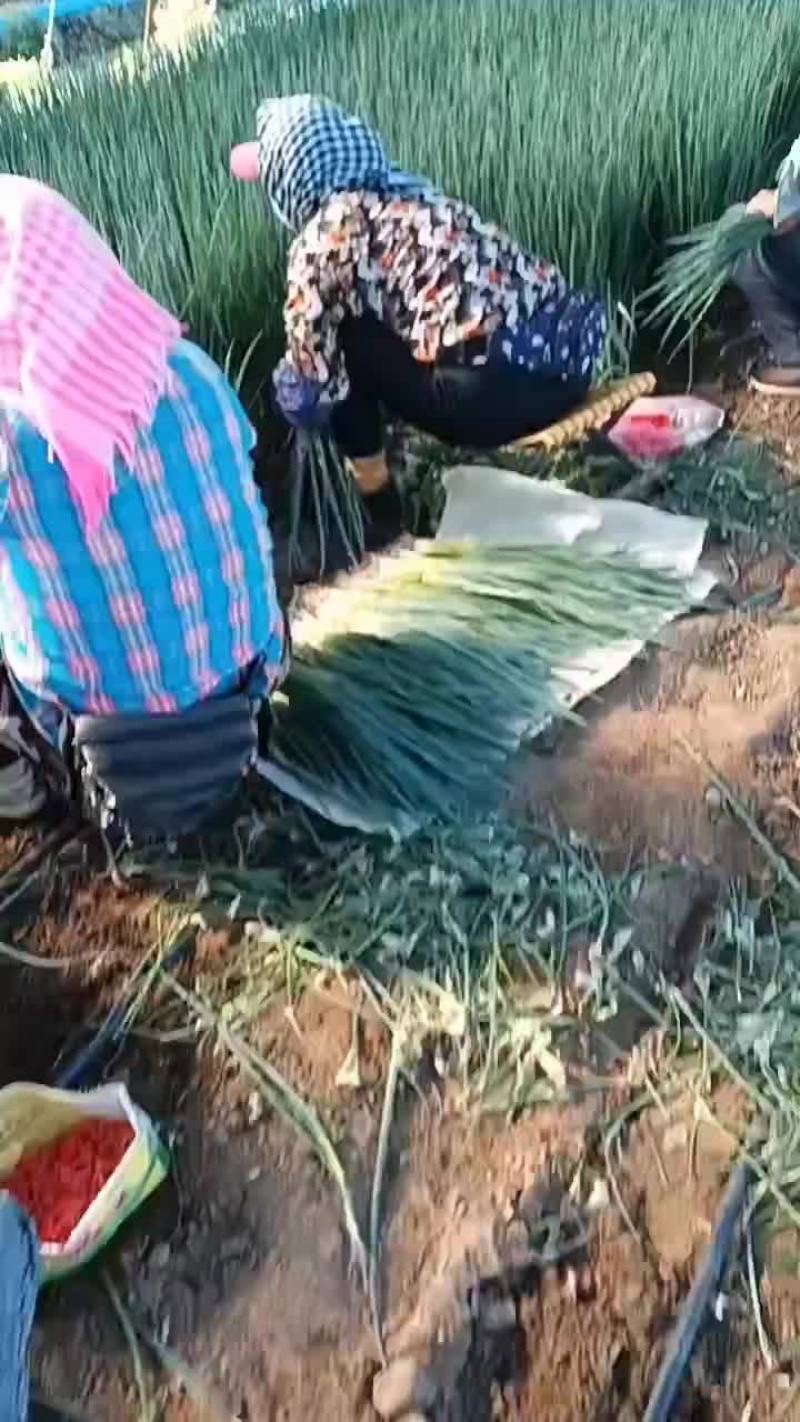 新民产地直销精品小葱货源充足欢迎订购