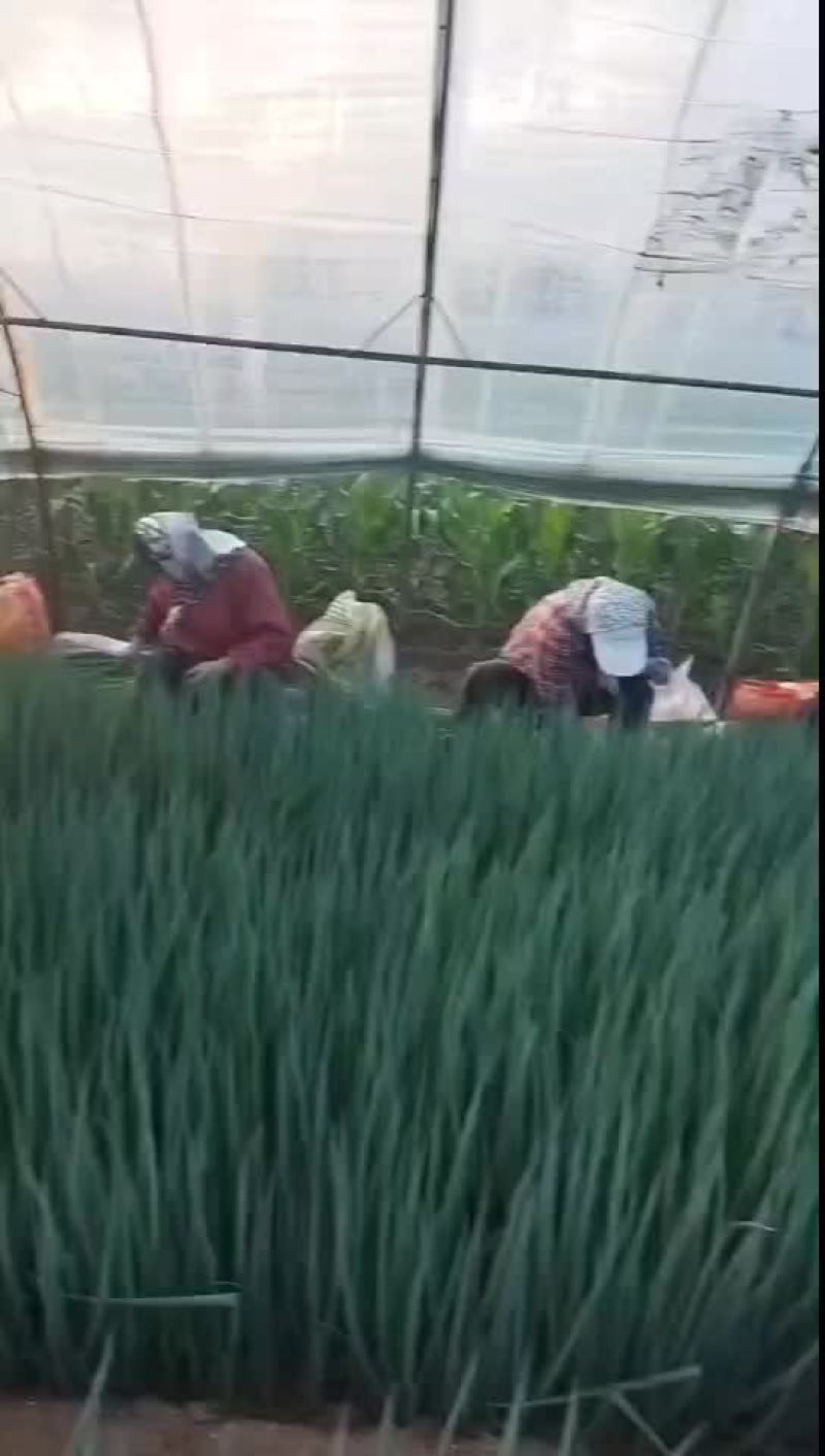 新民产地直销精品小葱货源充足欢迎订购