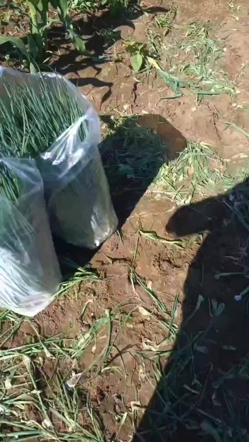 新民产地直销精品小葱货源充足欢迎订购