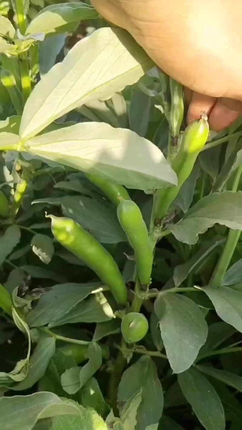 精品蚕豆甘肃蚕豆，大量上市质量保证，欢迎咨询全国发货