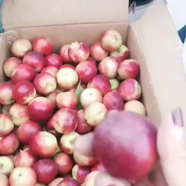 珍珠油桃离壳