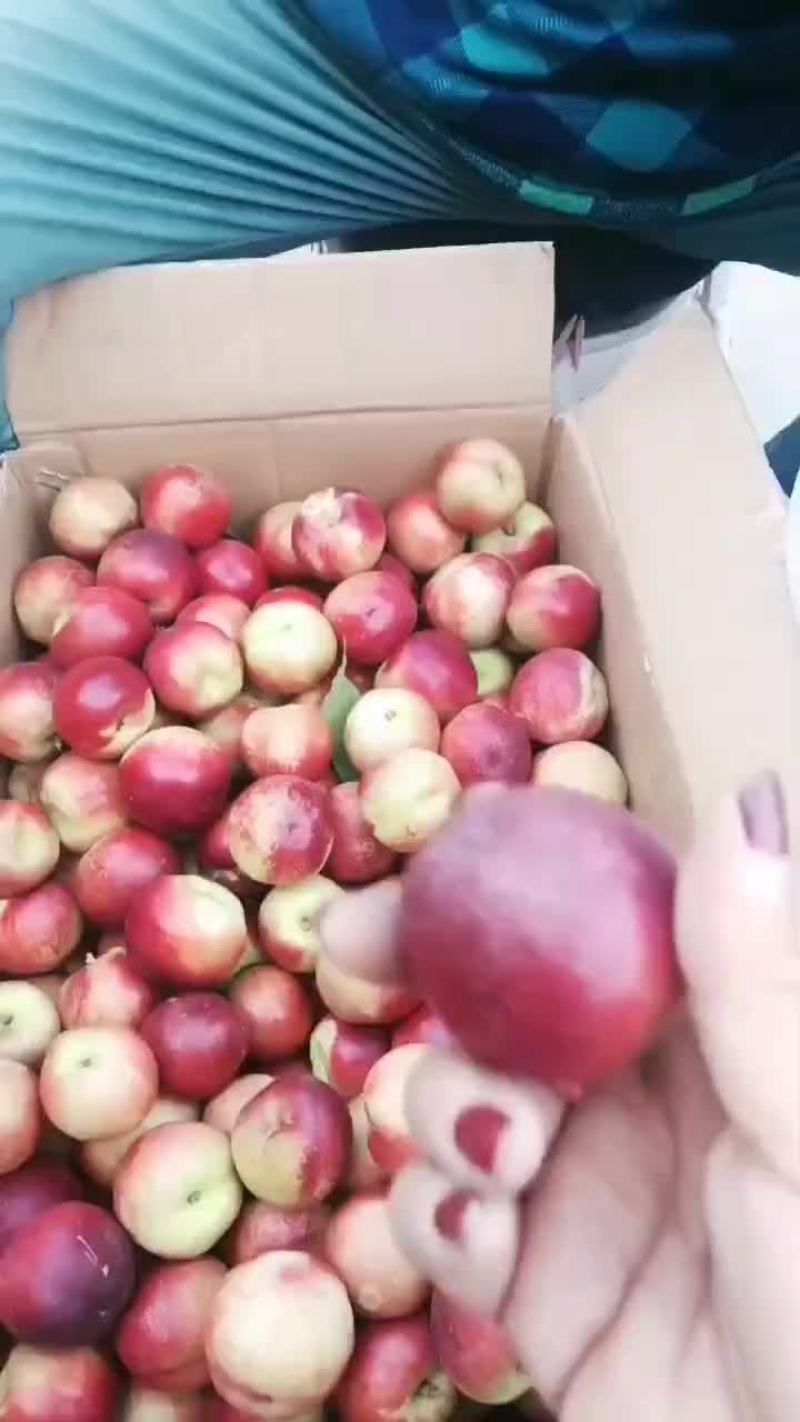 珍珠油桃离壳