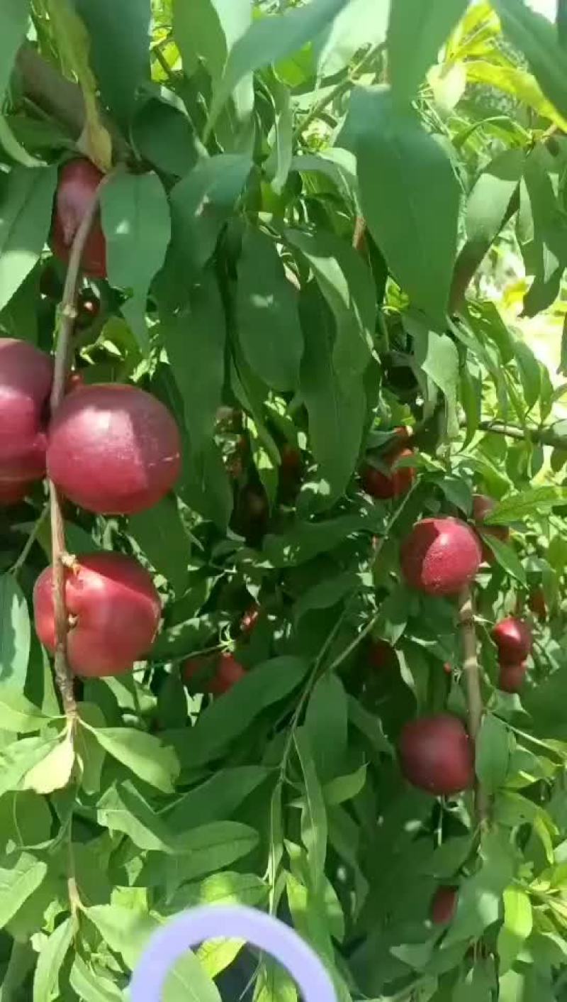 珍珠油桃离壳