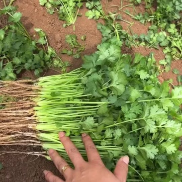 云南香菜