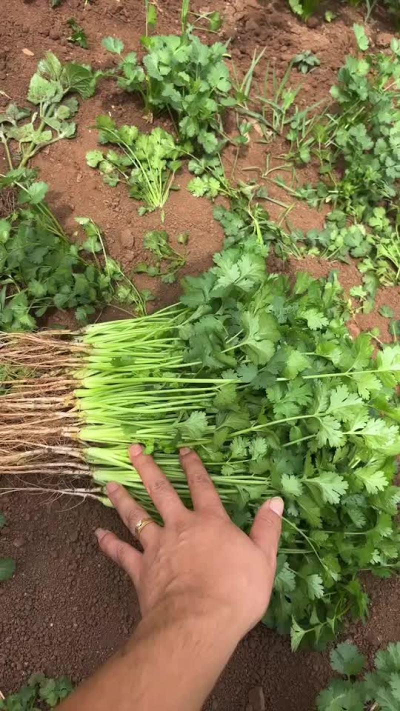 云南香菜