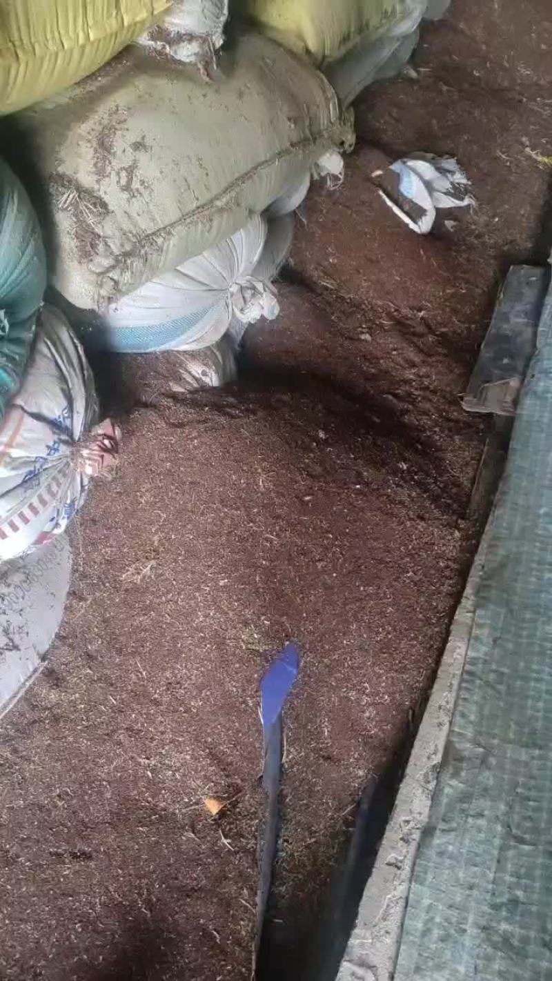 山芝麻