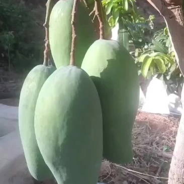 金皇芒果