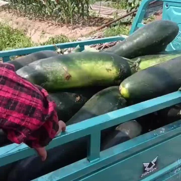 黑皮冬瓜大量上市了有需要的朋友可以联系