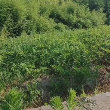 湘玉竹种苗，俗称“猪屎尾”。