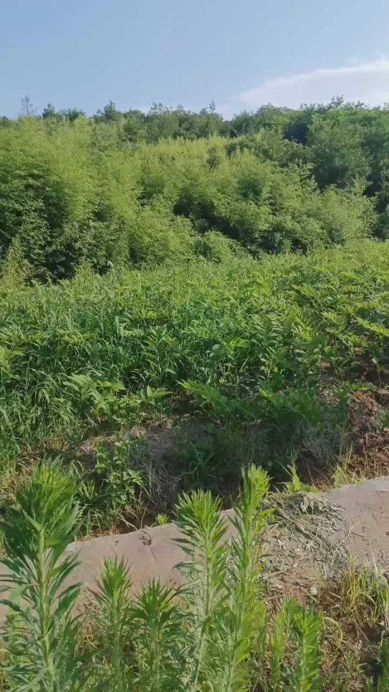 湘玉竹种苗，俗称“猪屎尾”。