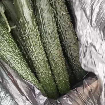 甘肃省白银市靖远县精品大刺黄瓜