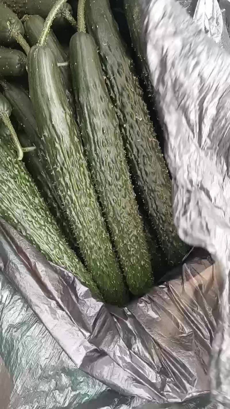 甘肃省白银市靖远县精品大刺黄瓜