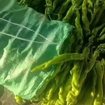 螺丝椒