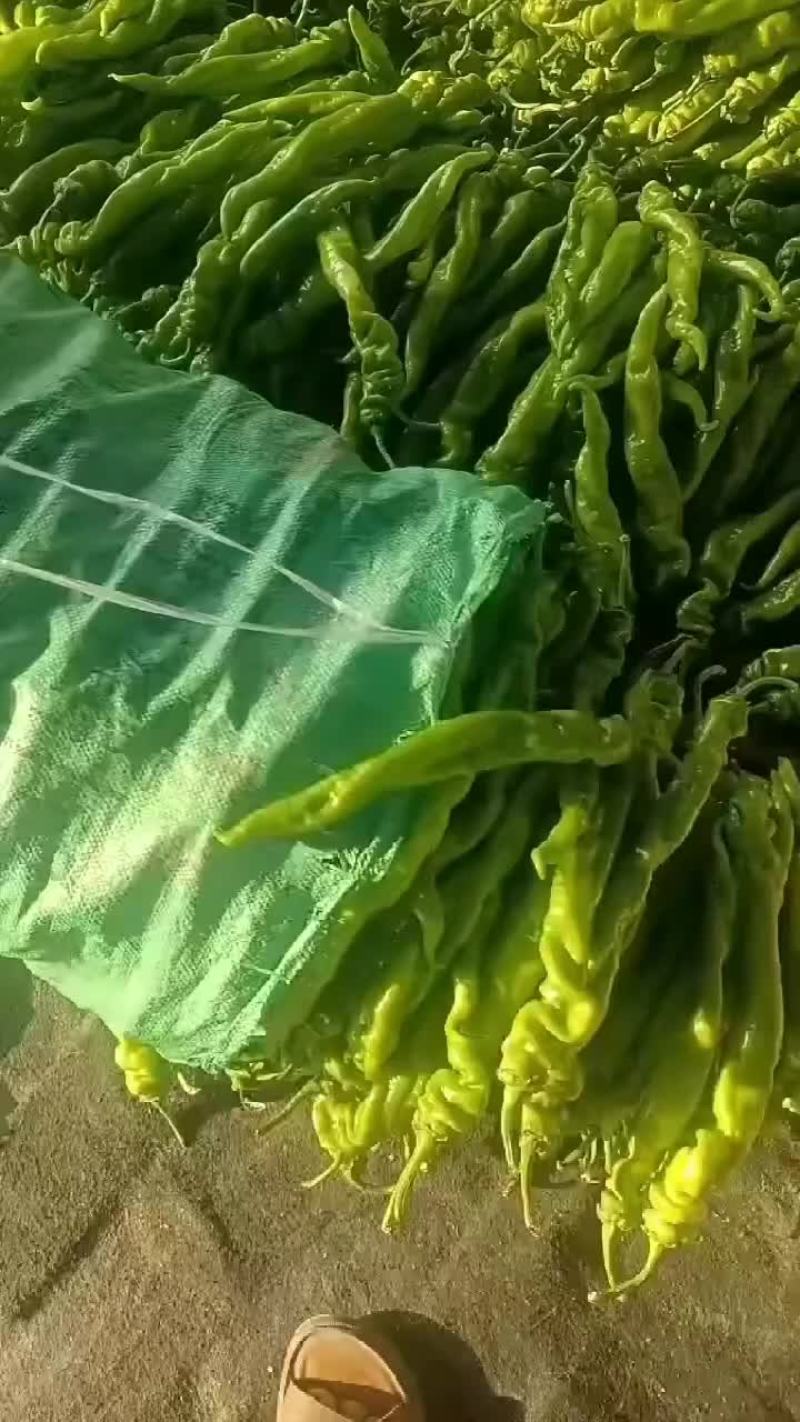 螺丝椒