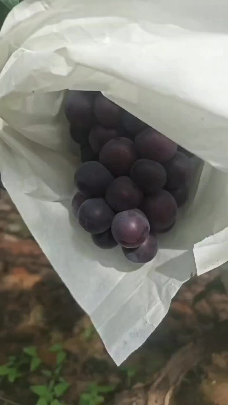 精品乒乓球
