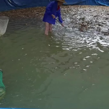 广东本地塘角鱼一手货源欢迎老板来电洽谈