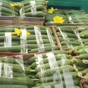 丝瓜