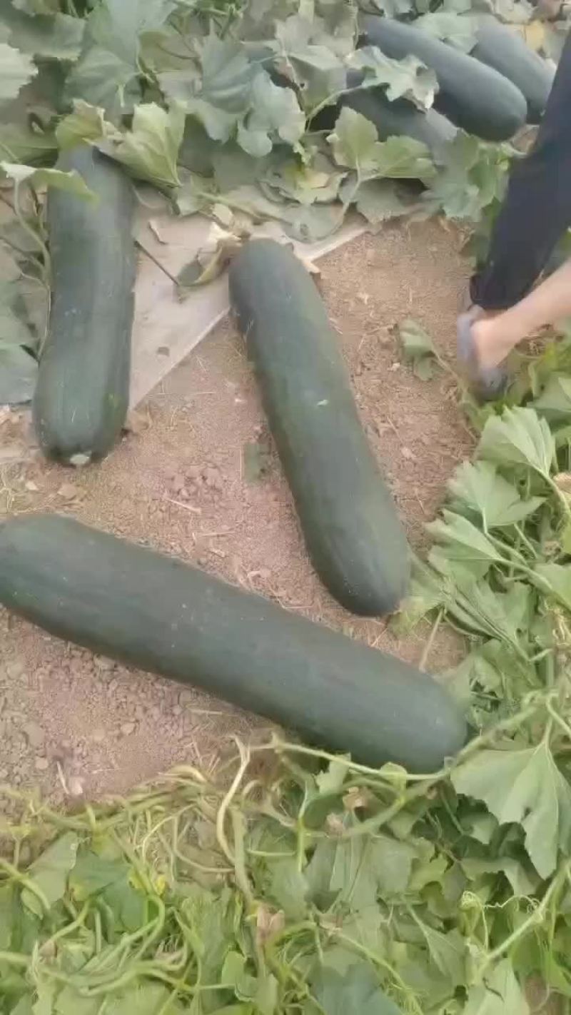 兰陵县精品地冬瓜