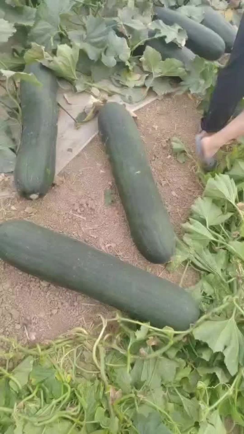 兰陵县精品地冬瓜
