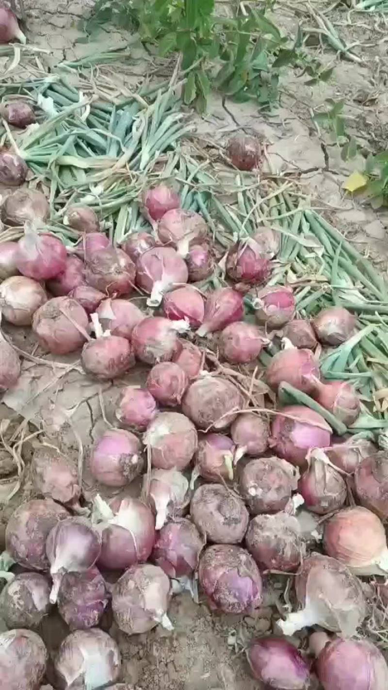 红皮洋蒽
