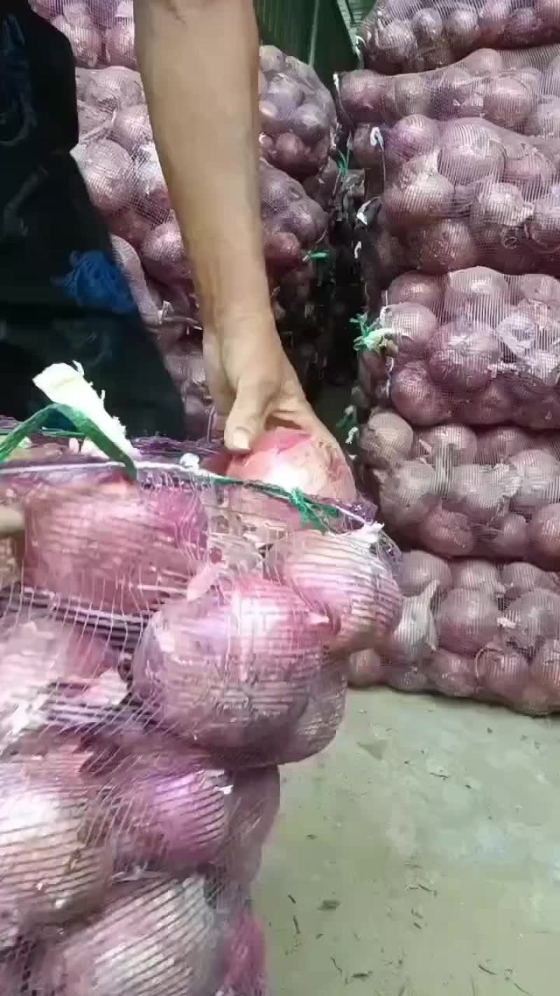 红皮洋蒽