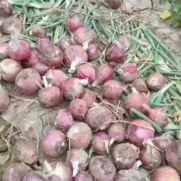 红皮洋蒽