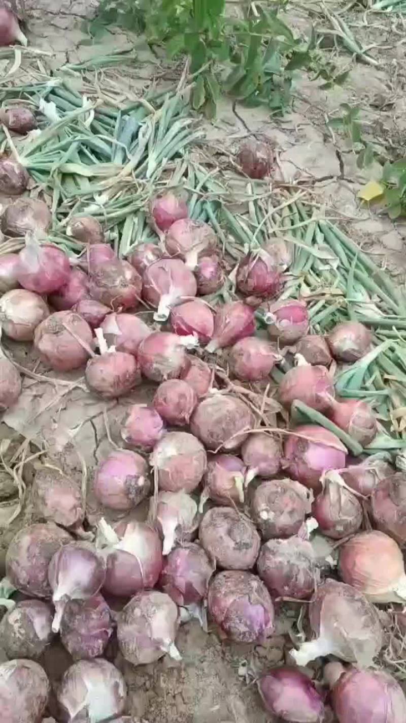 红皮洋蒽