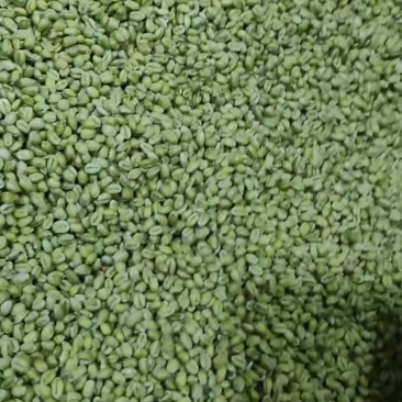 青麦仁