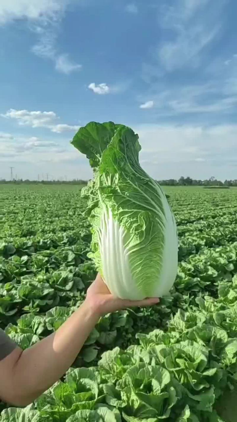 白菜