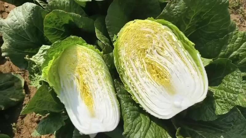 白菜