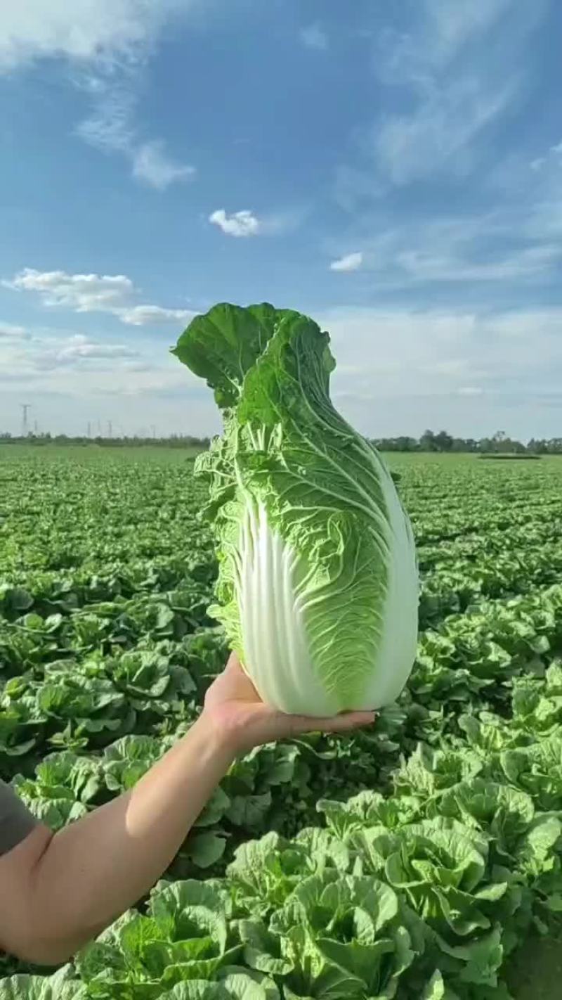 白菜
