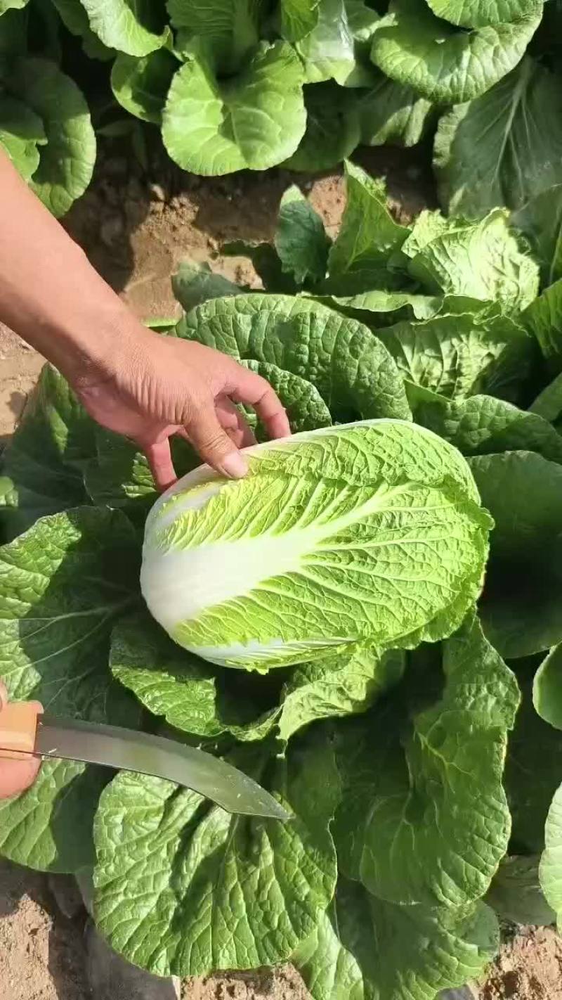 白菜