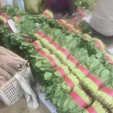 精品大叶菠菜