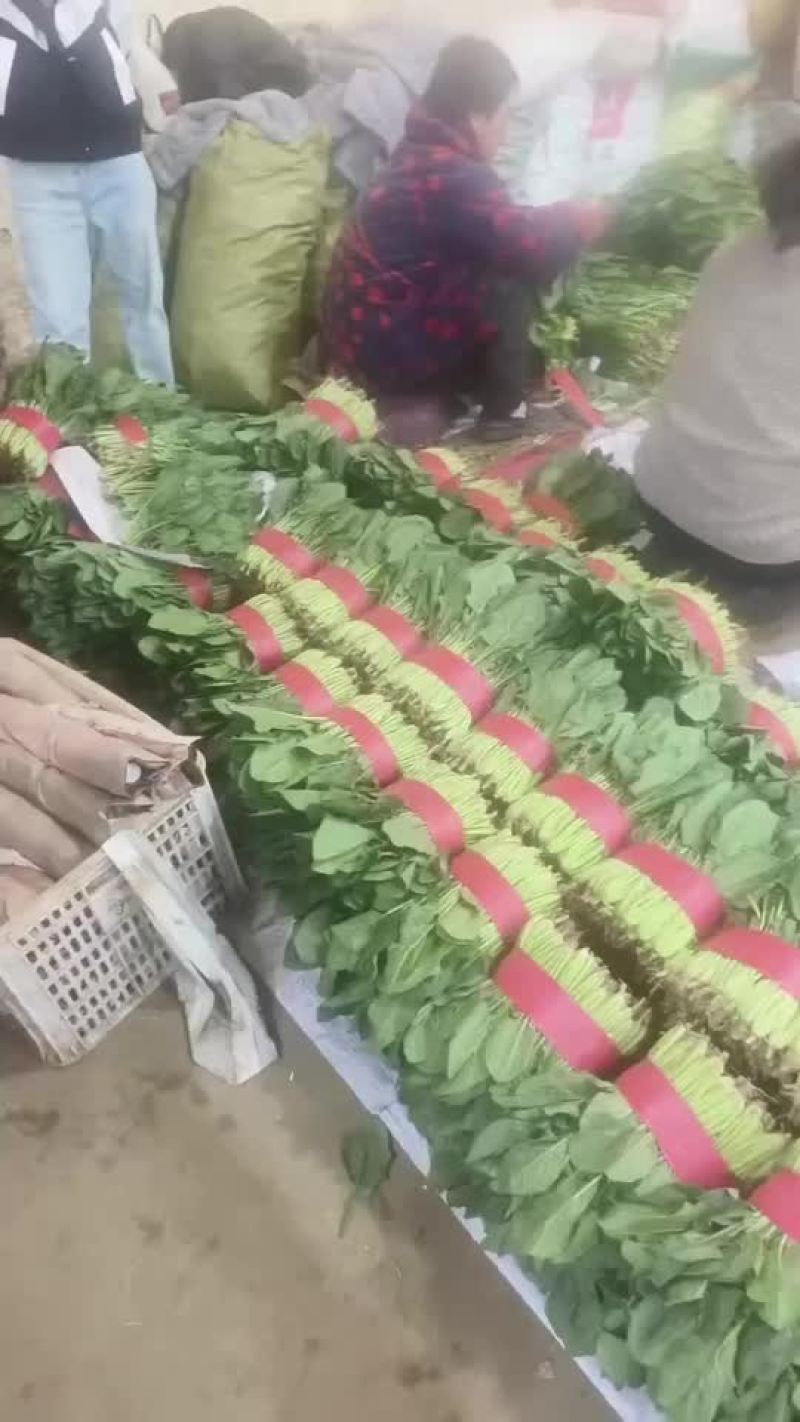精品大叶菠菜