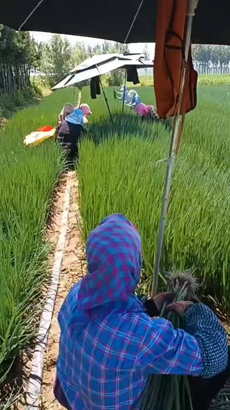 产地直销精品小葱货源充足保质保量欢迎订购