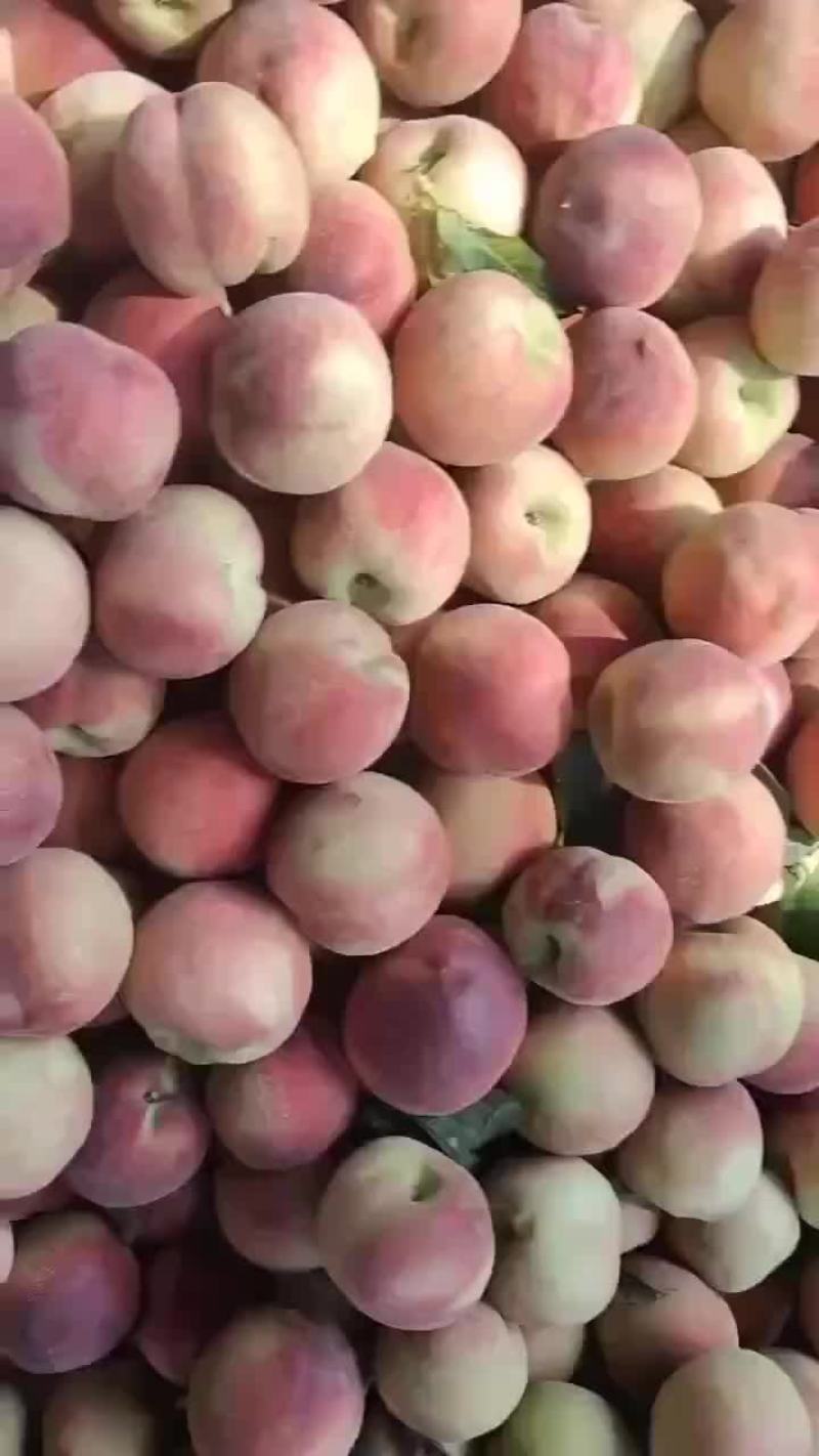 毛桃，大量下树